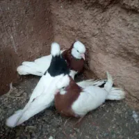 کفتر|پرنده|میان جلگه, |دیوار