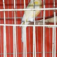 فروش قناری|پرنده|تاکستان, |دیوار