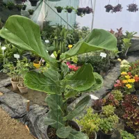 گل آپارتمانی