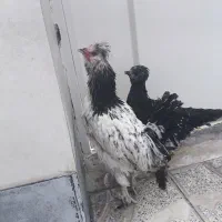 مرغ و خروس
