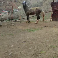 اسب باری  نریان