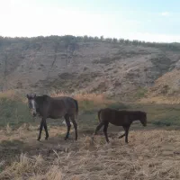 اسب|اسب و تجهیزات اسب‌سواری|کوهنانی, |دیوار