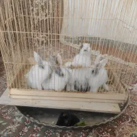 خرگوش ناناز 6تا بچه یک ماهه نیم یک پدر مادر|موش و خرگوش|تبریز, |دیوار