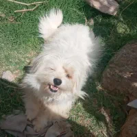 سگ پشمالو خیلی خوشکل
