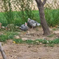 مرغ