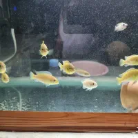 ماهی ماکرو مالاوی زرد|ماهی|مرند, |دیوار