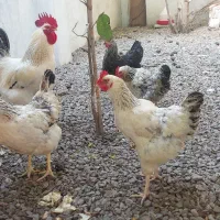 پرنده