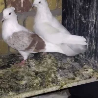 سه تا باهم هستن