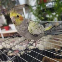 عروس هلندی|پرنده|بروجرد, |دیوار