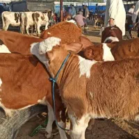 فروش شرایطی  گوساله سیمینتال