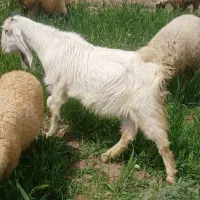 گوسفند کره ماده