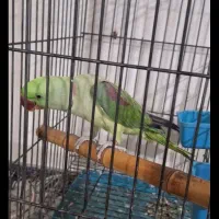 شاه طوطیم گمشده پرنده|حیوانات|اهواز, کیان اباد|دیوار