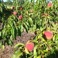 فروش نهال هلو با ضمانت اصالت نهال|خدمات باغبانی و درختکاری|ممقان, |دیوار