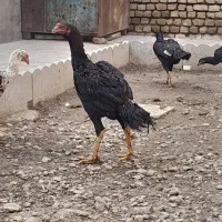 مرغ وخروس لاری