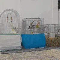 عروس هلندی و کوتوله