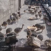 فروش جوجه شترمرغ