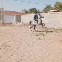 فروش اسب|اسب و تجهیزات اسب‌سواری|سیرجان, |دیوار