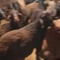 30راس بره نر پرواری