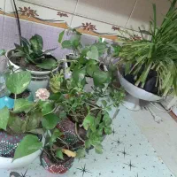 تعدادی گل حراج شد