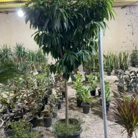 گلخانه شهر سبز