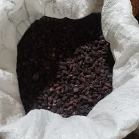 زغال اخته ی خشک محصول الموت