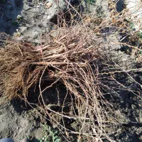 نهال انگور قرمزی کشمش سفید ومویز بیدانه ۱و۲ساله|خدمات باغبانی و درختکاری|نوشین شهر, |دیوار