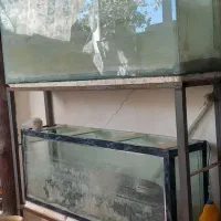 دو عدد آکواریوم بزرگ با قفسه|ماهی|ایلخچی, |دیوار