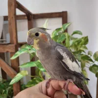 عروس هلندی نژاد سینامون