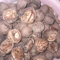 گردوی خوشممزه باکیفیت بقیع|خوردنی و آشامیدنی|نیشابور, سرآب کوشک|دیوار