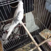 عروس هلندی دوکت آلمینو