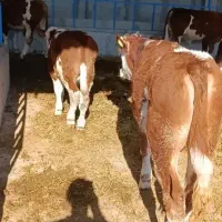 عنوان گوساله شیرخوار وقطع شیر