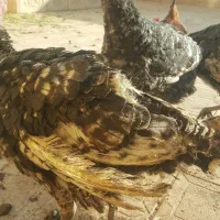 بوقلمون ارگانیک