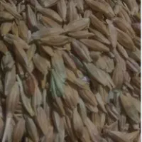 جو محلی ،خوراک دام