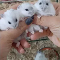 انواع نژاد همستر کوتوله روسی پشمالو وینتروایت