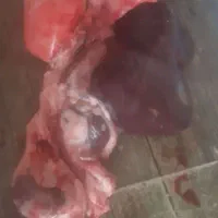 دست کامل جیگر گوسفندی تازه