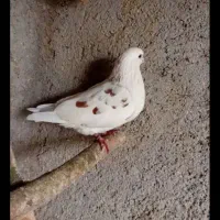 کبوتر نر معاوزه با کبوتر نر پاکستانی