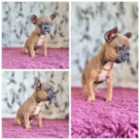 فرنچ بولداگ بلو فاون