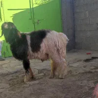 دوعدد بره نر اصلی میش نرمیش|حیوانات مزرعه|شهرکرد, |دیوار