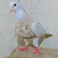 کبوتر طوقی وسیاه چنگ سفیدخوشگل