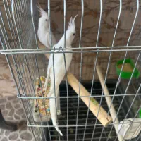 طوطی عروس البینو سفید خالص جفت خورده تعویض با سره|پرنده|کرج, دهقان ویلا|دیوار