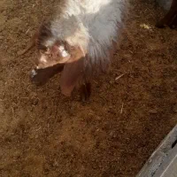 بره وکهره  بز چاق