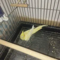 مرغ عشق فنج|پرنده|تهران, اتابک|دیوار