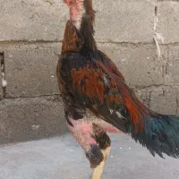 خروس برزیلی