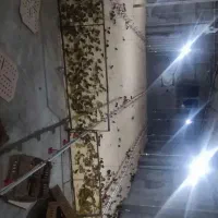 جوجه محلی یک روز یک ماه