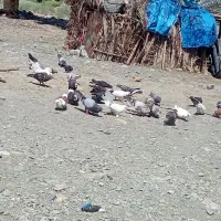 5000000