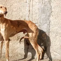 سگ تازی|سگ|ماهیدشت, |دیوار