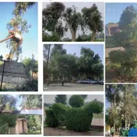 درخت بری هرسکاری