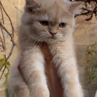 چهارتا بچه گربه