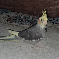 دو عدد عروس هلندی