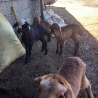 فروش بره|حیوانات مزرعه|مشگین شهر, |دیوار